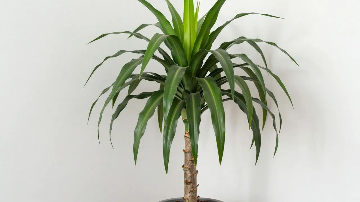 Dracena pau-d'água com tronco lenhoso e tufos de folhas listradas