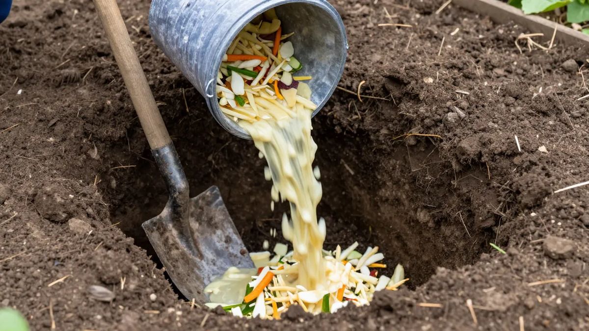 Material fermentado do bokashi sendo enterrado em vala no canteiro