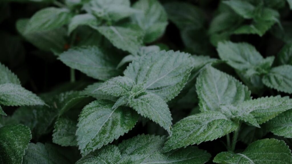 Erva-cidreira: qual planta é essa e como cultivar a melissa