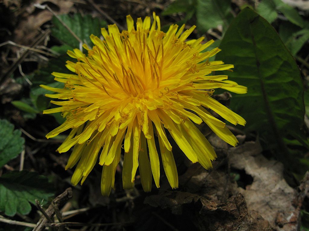 Flor amarela de dente-de-leão aberta entre folhas secas