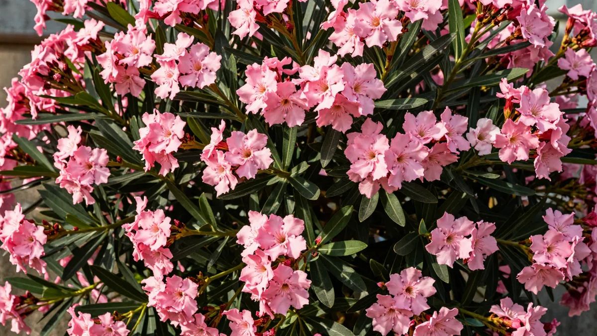 Espirradeira florida, arbusto vigoroso de flores rosadas
