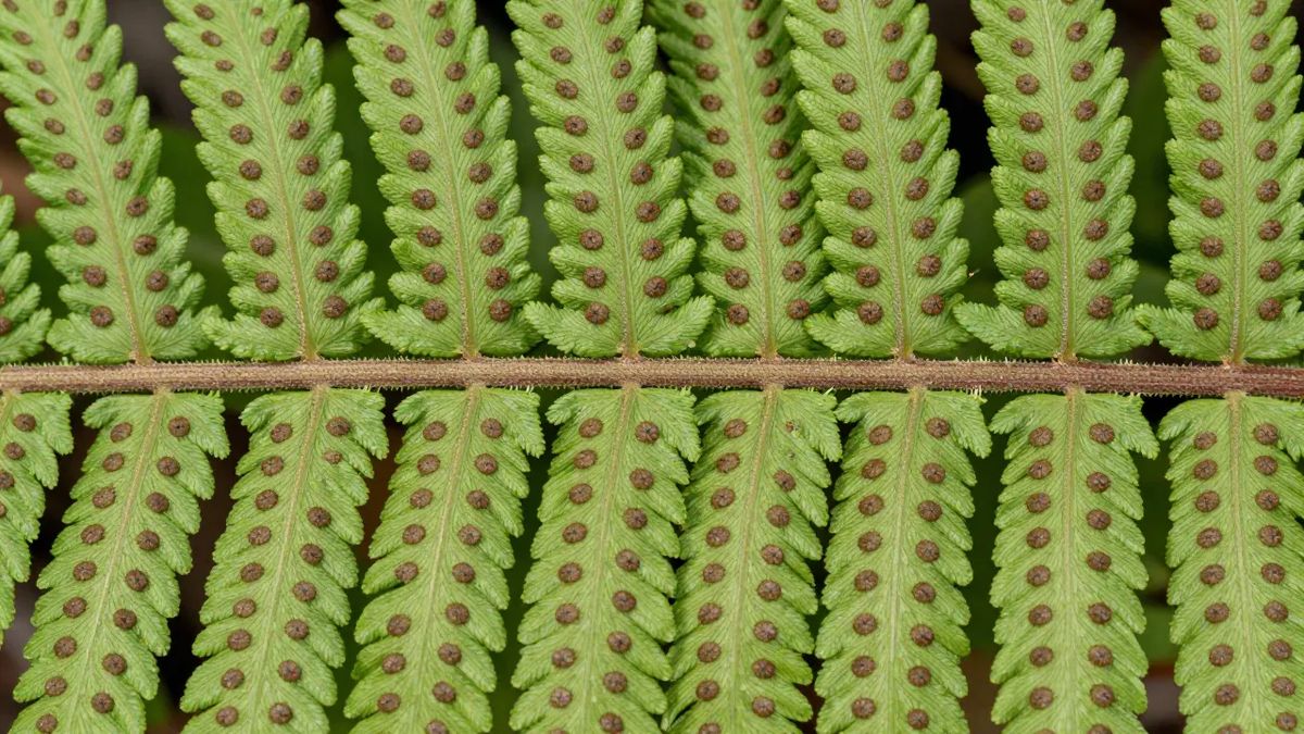 Fileiras simétricas de esporos marrons no verso de uma fronde de samambaia