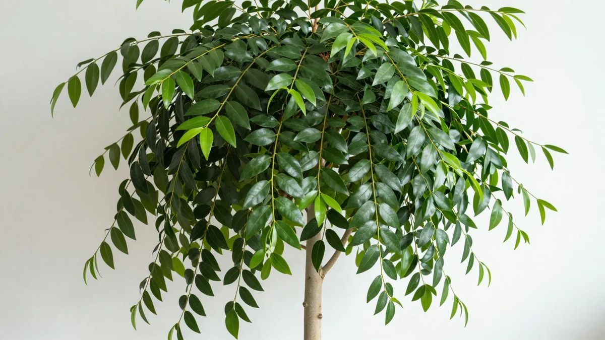 Ficus benjamina em vaso com milhares de folhas pequenas em galhos arqueados