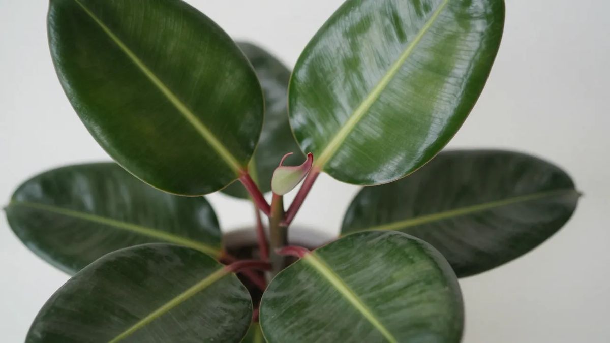 Folhas grandes e envernizadas do Ficus elastica, com broto novo saindo da bainha avermelhada