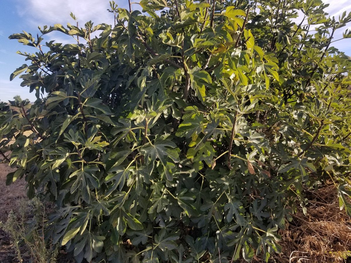Figueira frutífera com folhagem densa de folhas grandes e profundamente lobadas