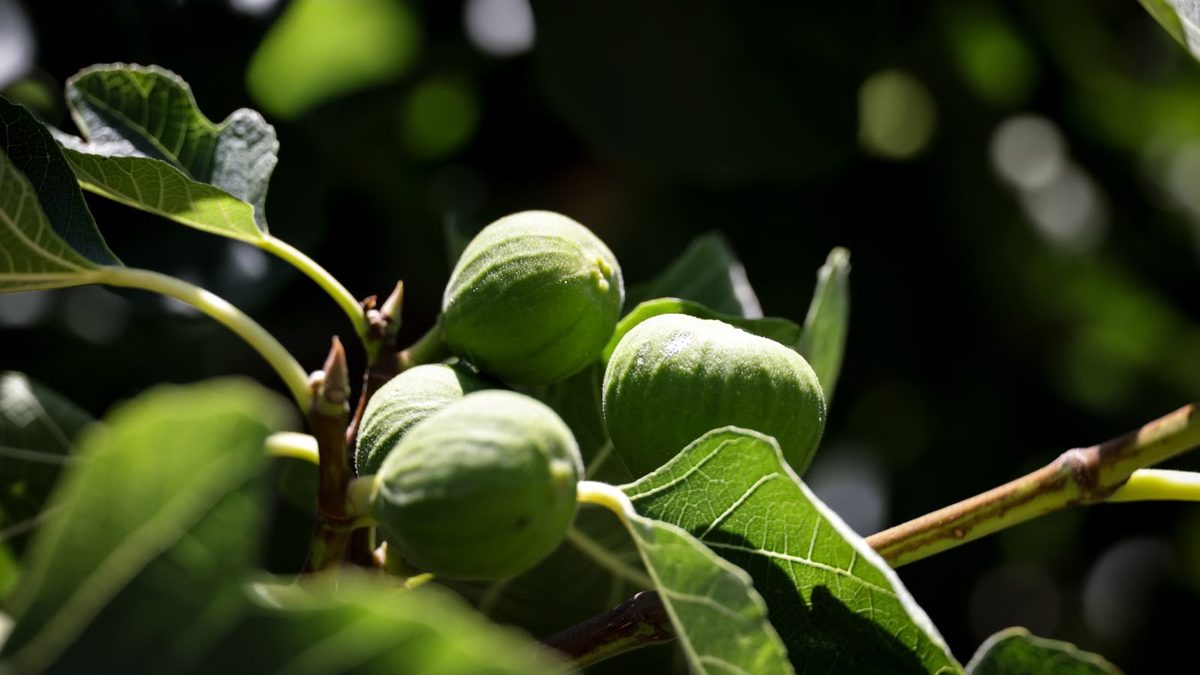 Figueira: qual é a frutífera, poda drástica e cultivo
