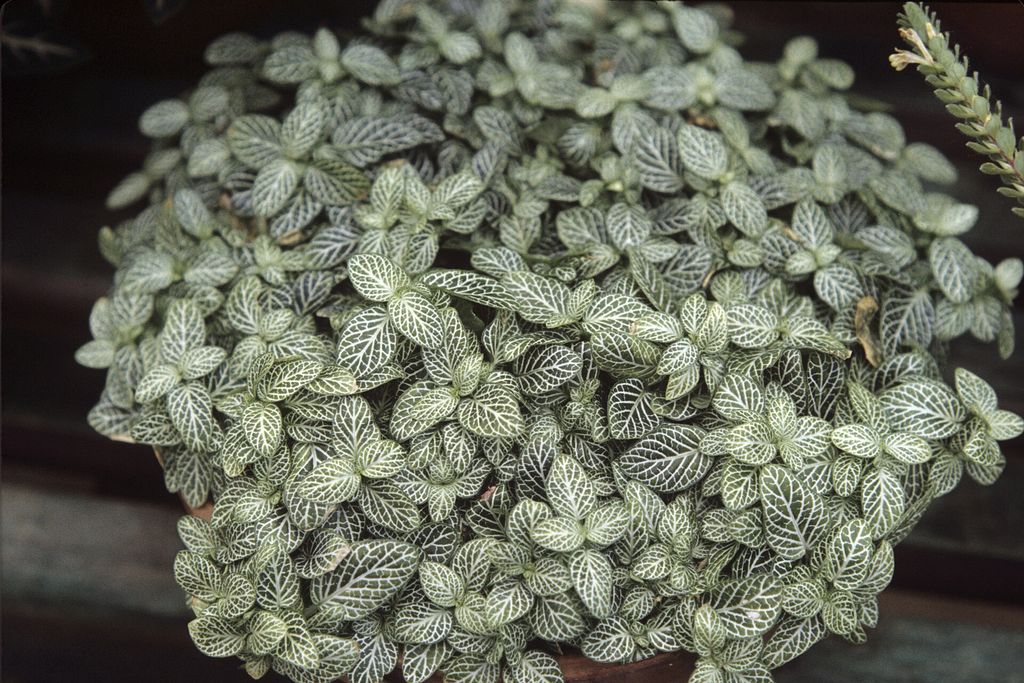 Folhagem densa de fitônia com nervuras brancas bem marcadas