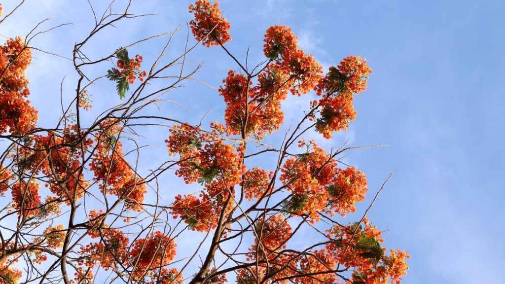 Flamboyant: raiz superficial, espaço e como plantar