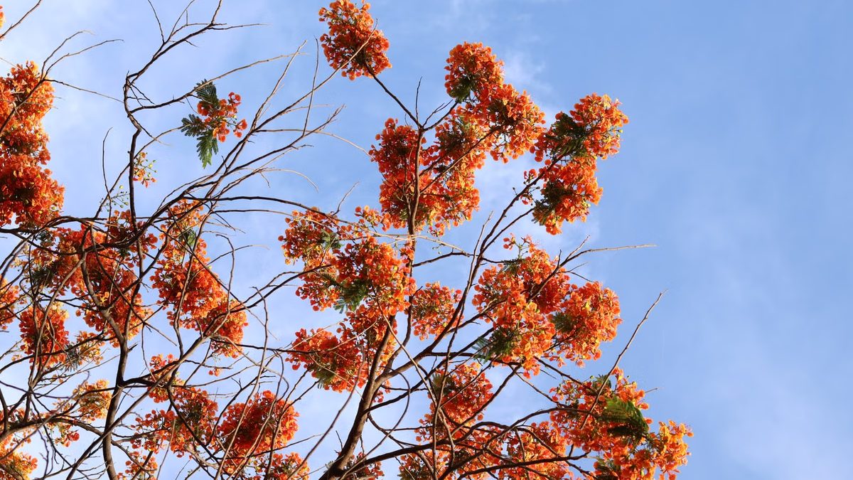 Flamboyant: raiz superficial, espaço e como plantar