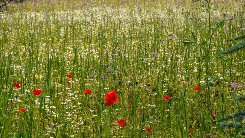 Flor do campo: os três significados do termo e o que fazer com cada um