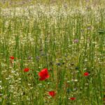 Flor do campo: os três significados do termo e o que fazer com cada um
