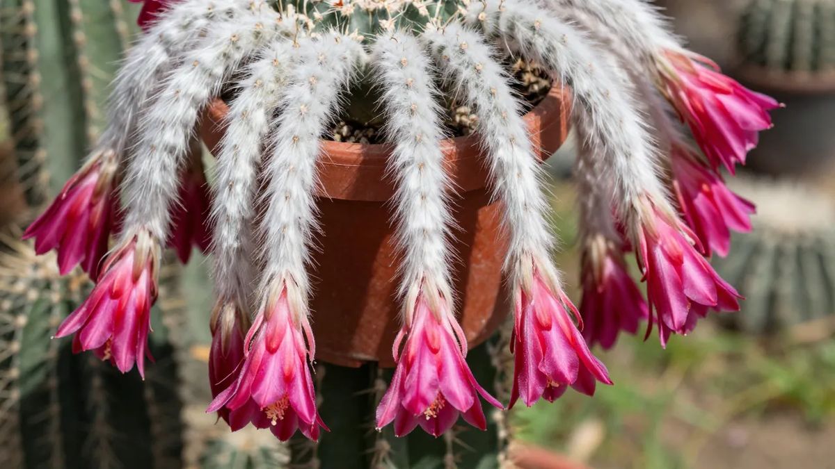 Flores rosadas do cacto rabo-de-macaco ao longo das hastes peludas