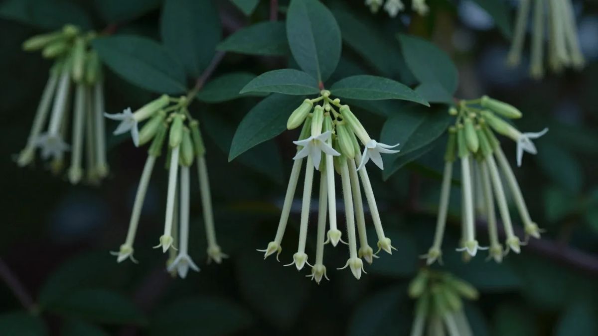Flores tubulares esverdeadas da dama-da-noite arbusto