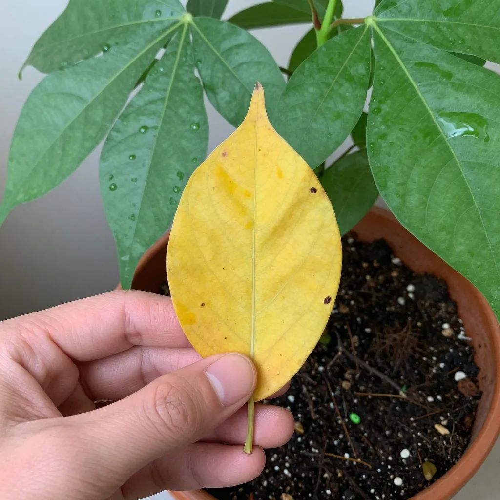 Mão inspecionando folha amarelada de planta em vaso com substrato úmido