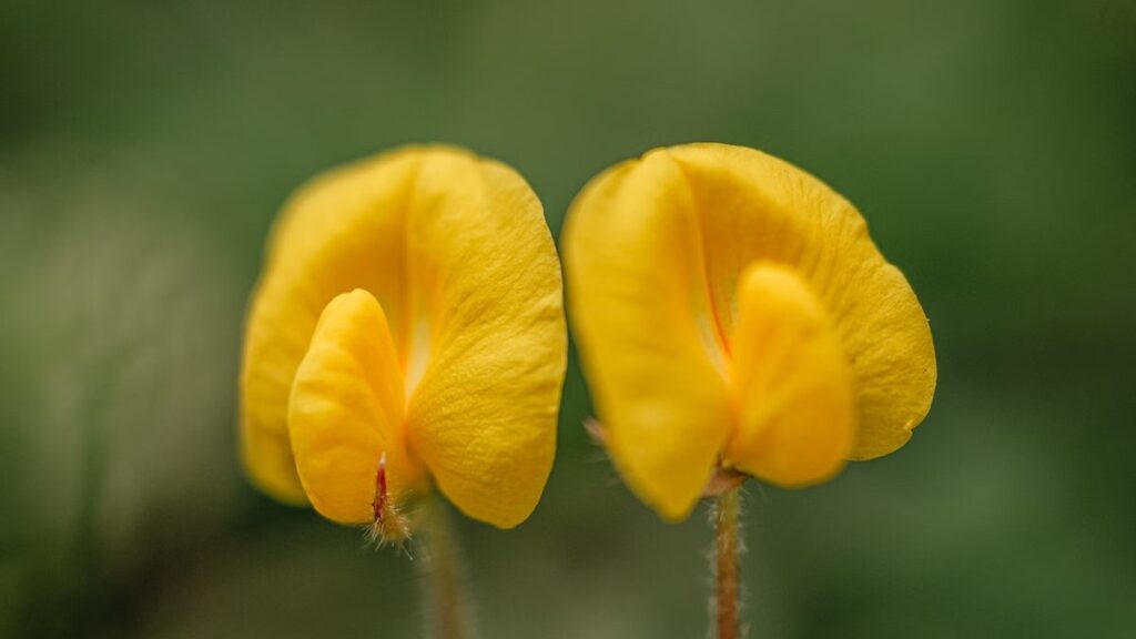 Grama amendoim: forração de flor amarela que não é grama