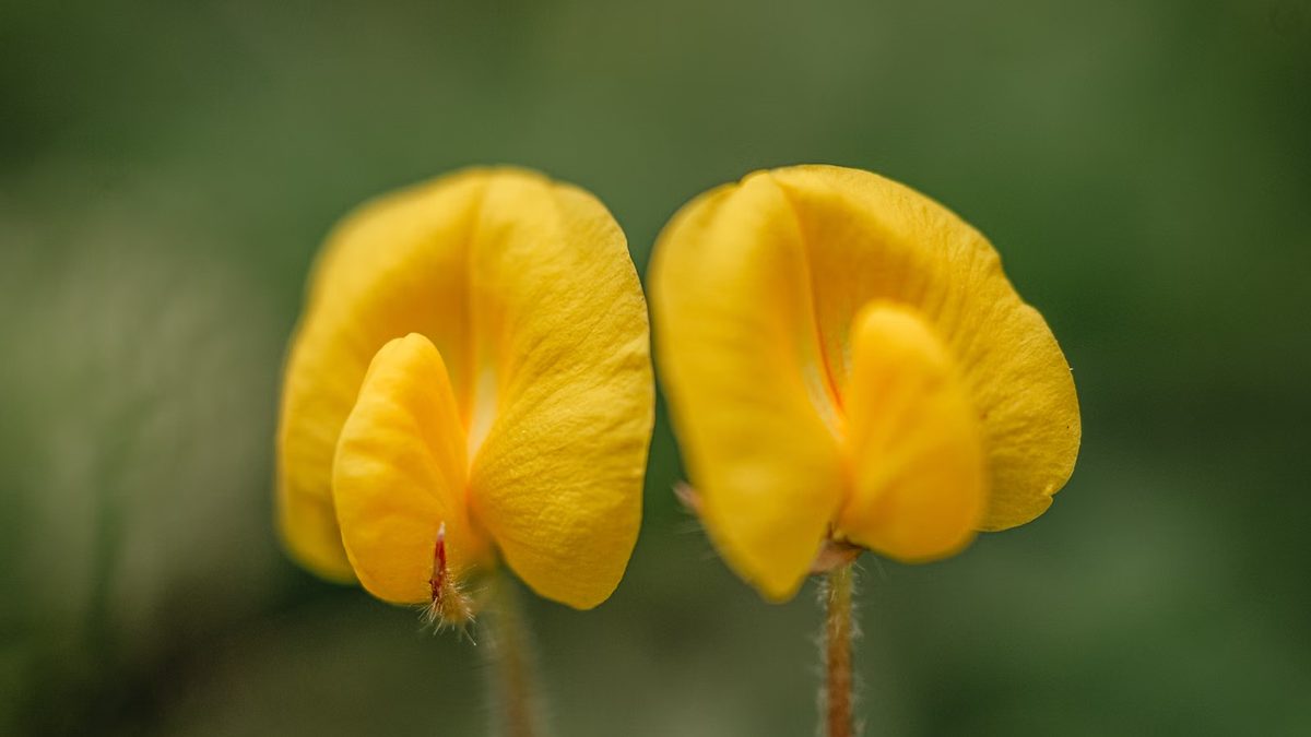 Grama amendoim: forração de flor amarela que não é grama