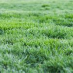 Grama esmeralda: como plantar e cuidar do gramado