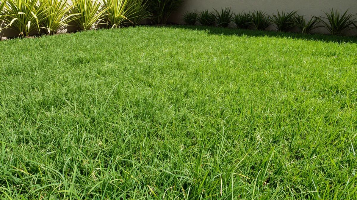 Gramado de grama esmeralda denso e uniforme sob sol pleno em jardim residencial
