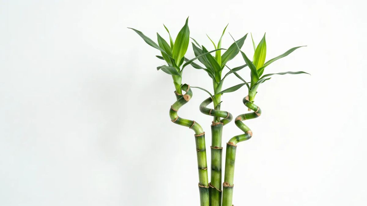 Hastes em espiral de bambu-da-sorte com brotações novas retas crescendo para cima