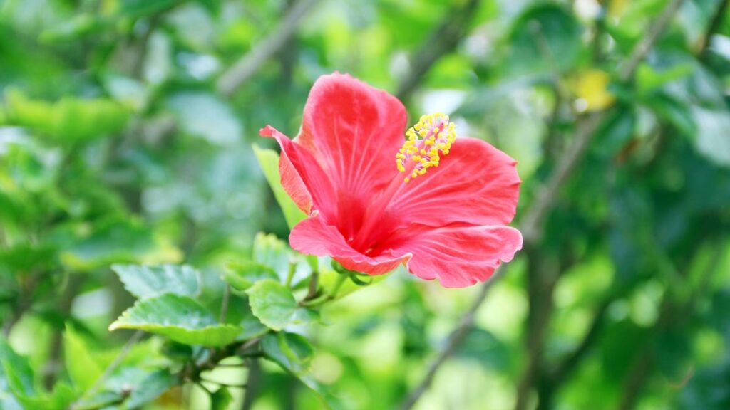 Hibisco: sol, poda e por que ele para de florir