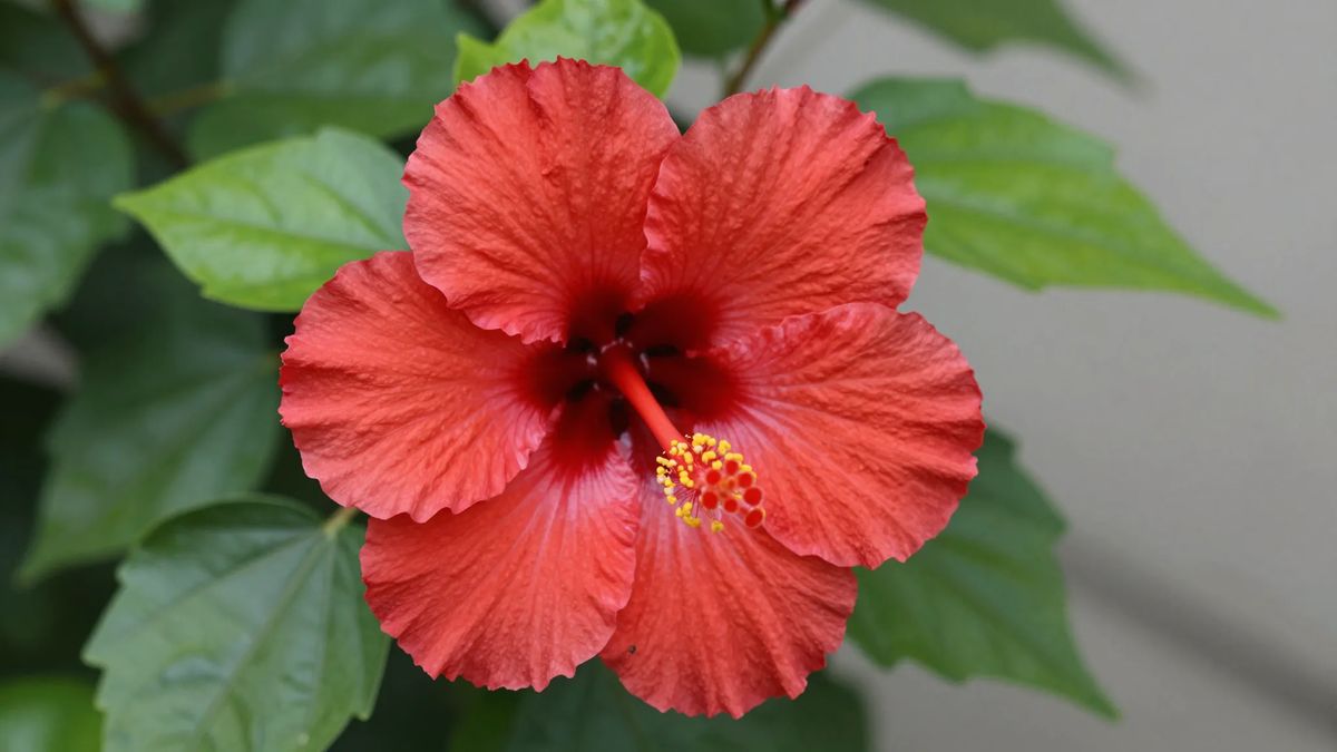 Flor de hibisco-da-china vermelha com a coluna estaminal projetada para fora das pétalas