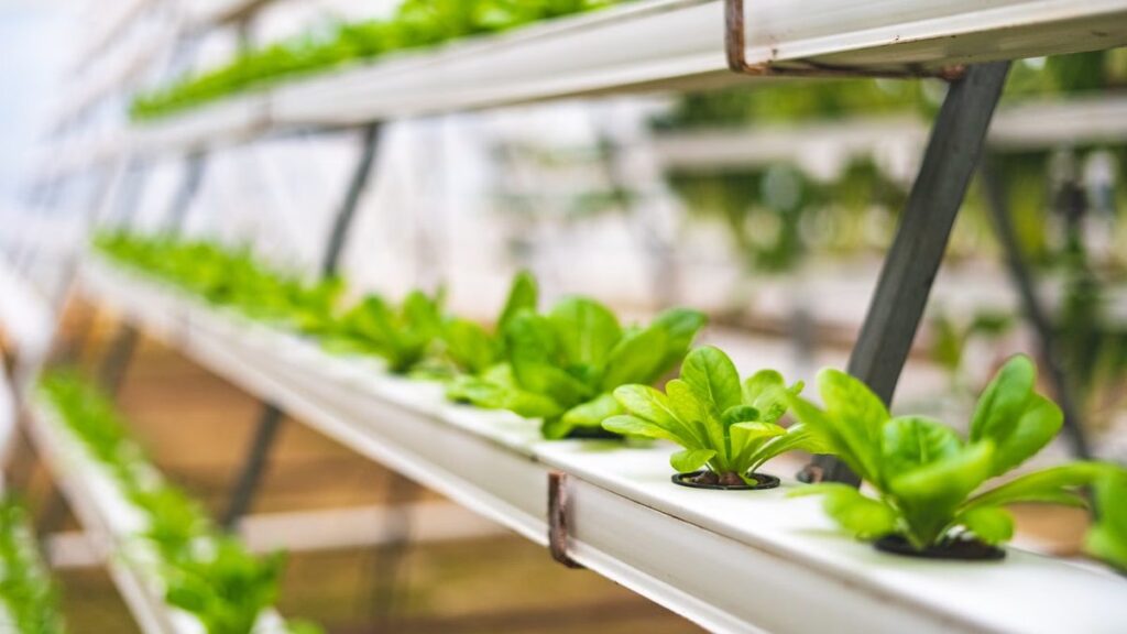 Hidroponia: como funciona o cultivo em solução nutritiva