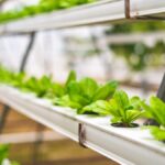 Hidroponia: como funciona o cultivo em solução nutritiva