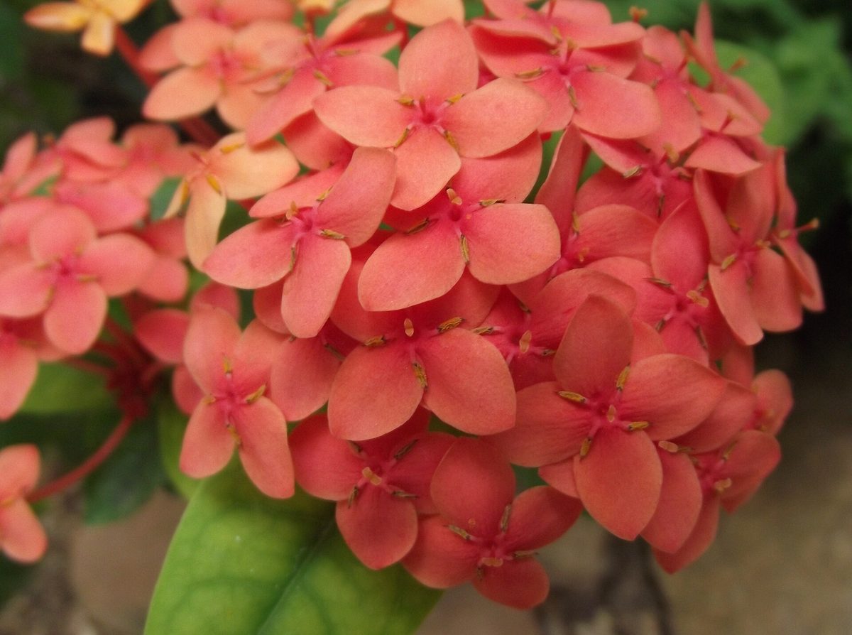 Corimbo denso de ixória com dezenas de flores de quatro pétalas na ponta do ramo