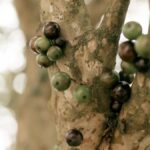 Jabuticabeira: quanto tempo demora para dar fruto e como cultivar