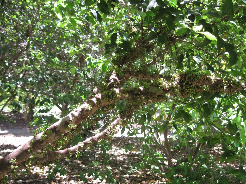 Tronco e ramos de jabuticabeira cobertos de frutos escuros