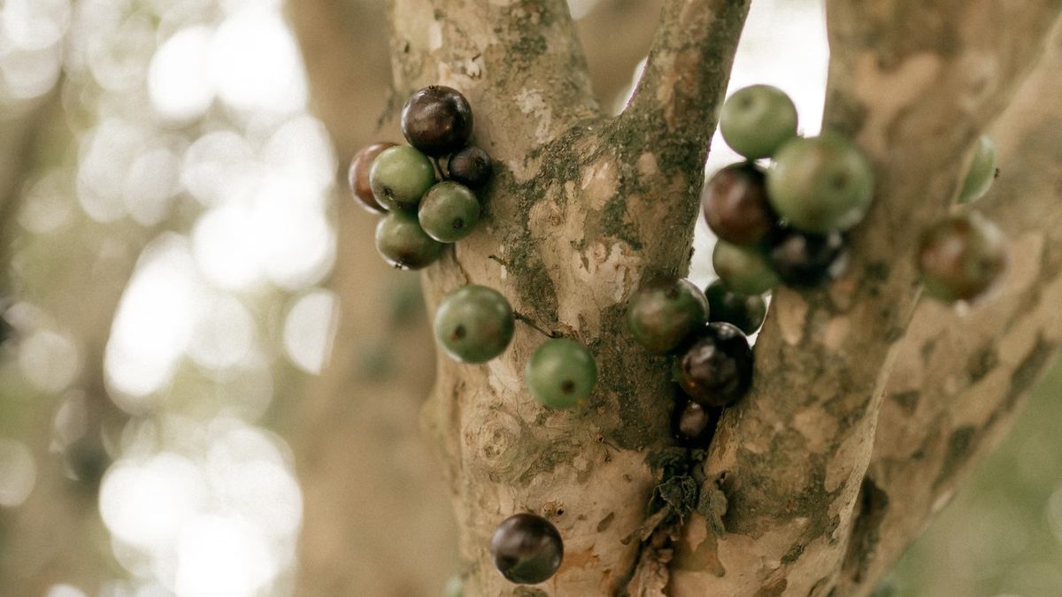 Jabuticabeira: quanto tempo demora para dar fruto e como cultivar