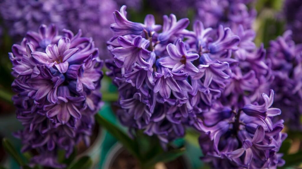 Jacinto: o bulbo perfumado que exige frio para florir