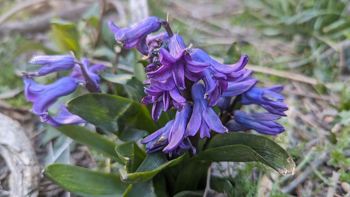 Inflorescência de jacinto com flores azul-arroxeadas em forma de sino