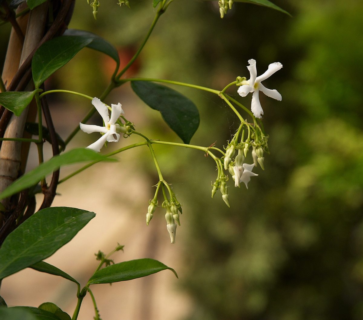Ramo de jasmim-estrela com folhas simples e lustrosas em pares opostos e flores brancas em cata-vento