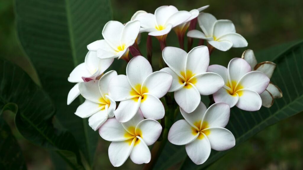 Como cuidar de jasmim manga (plumeria) e ver a floração