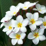 Como cuidar de jasmim manga (plumeria) e ver a floração