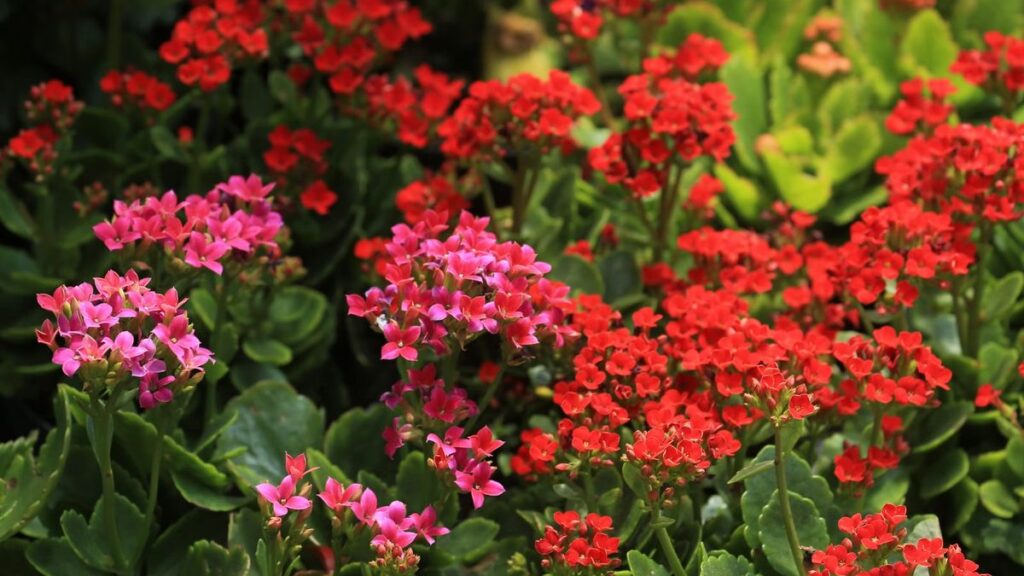 Kalanchoe: toxicidade, luz, rega e como fazer florir de novo