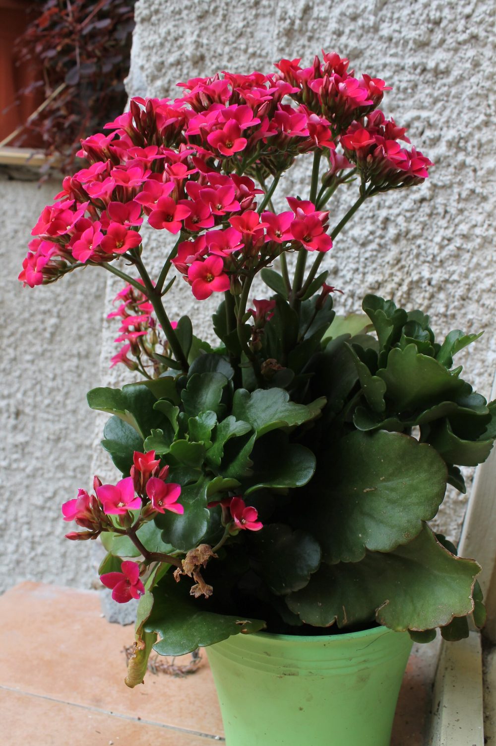 Kalanchoe de floricultura em vaso, com folhas suculentas de borda ondulada e corimbos de flores rosa