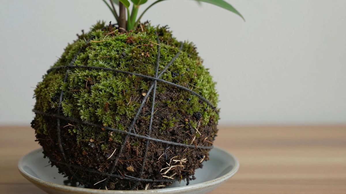 Kokedama: bola de substrato revestida de musgo e amarrada com barbante, com a planta saindo do topo
