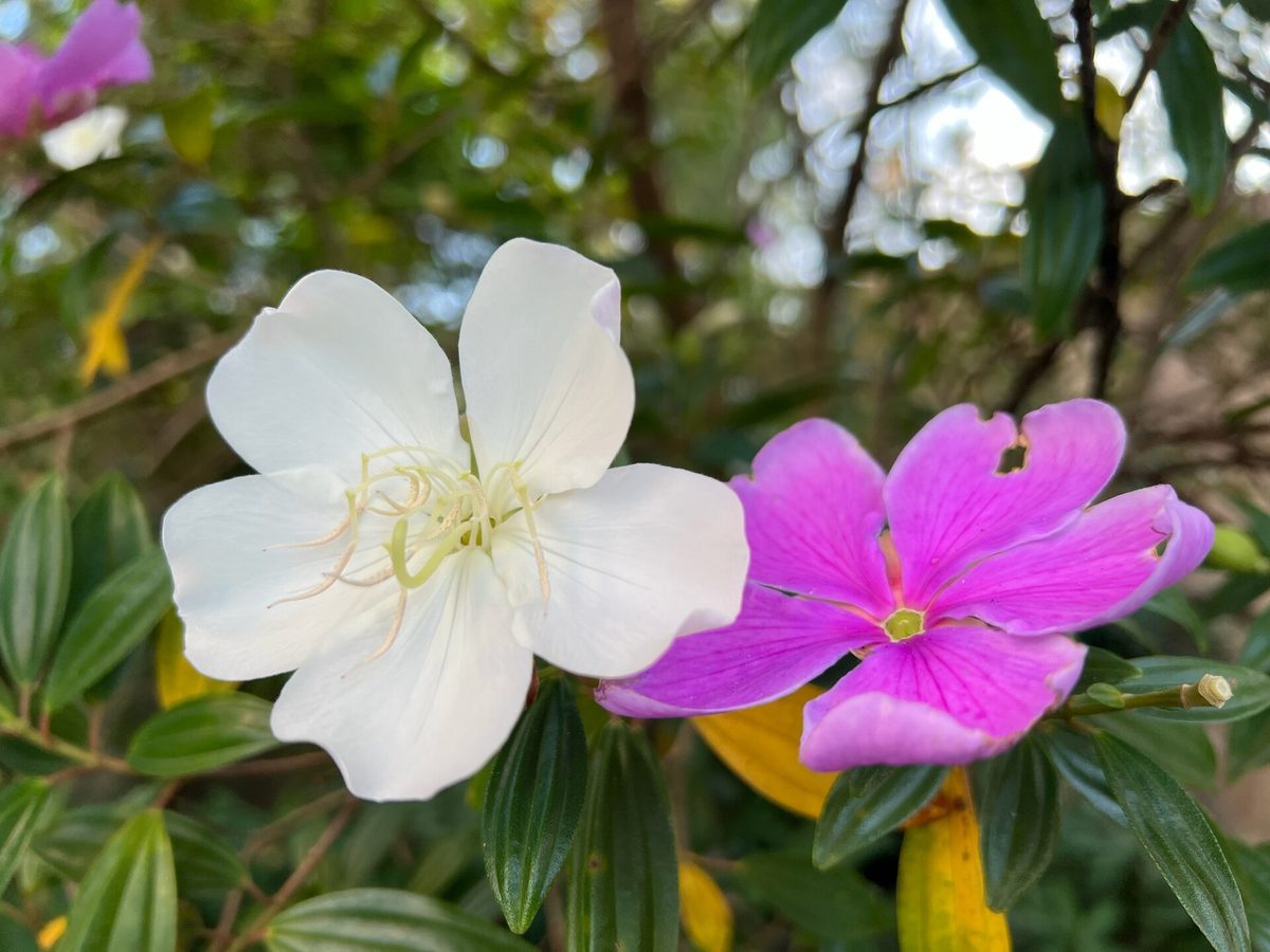 Flores de manacá-da-serra branca e roxa lado a lado no mesmo ramo, com os estames curvos visíveis