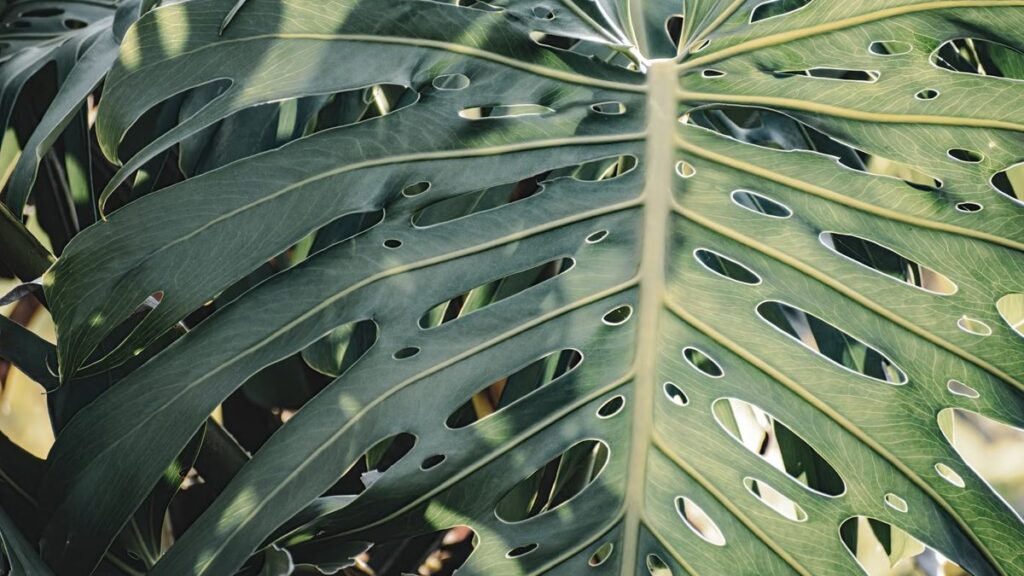 Monstera: por que a folha faz furo e como identificar