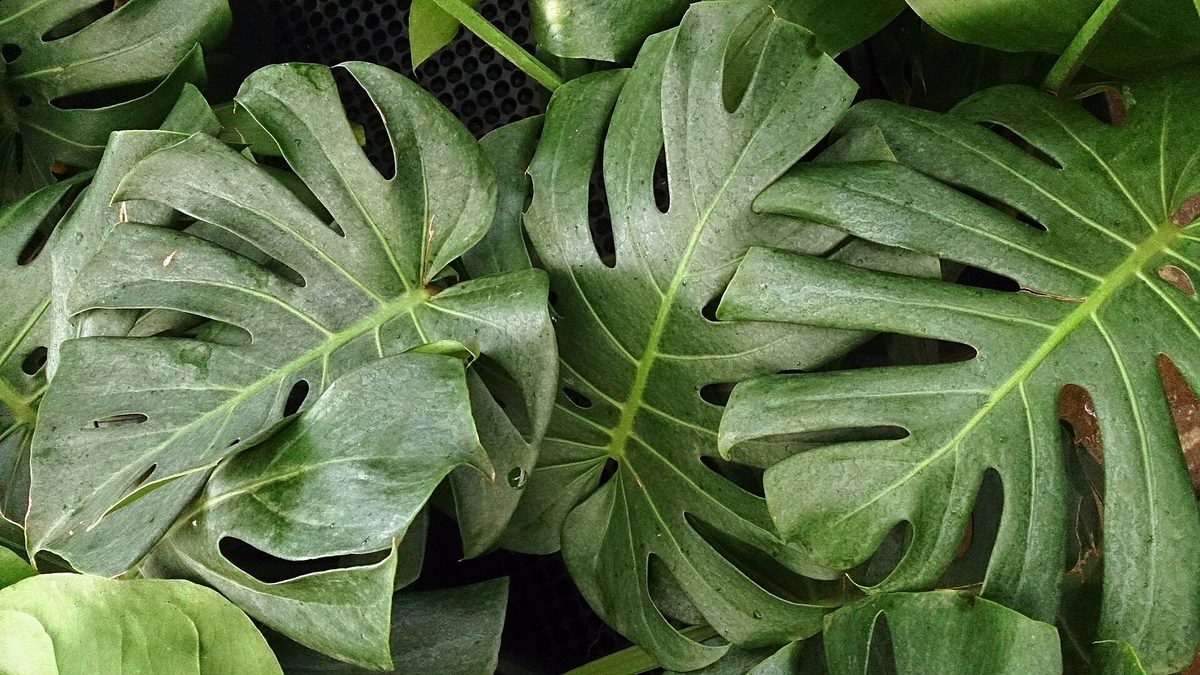 Folhas maduras de monstera com recortes profundos até a borda e furos ovais fechados no meio da lâmina