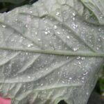Mosca branca: como identificar e tratar nas plantas