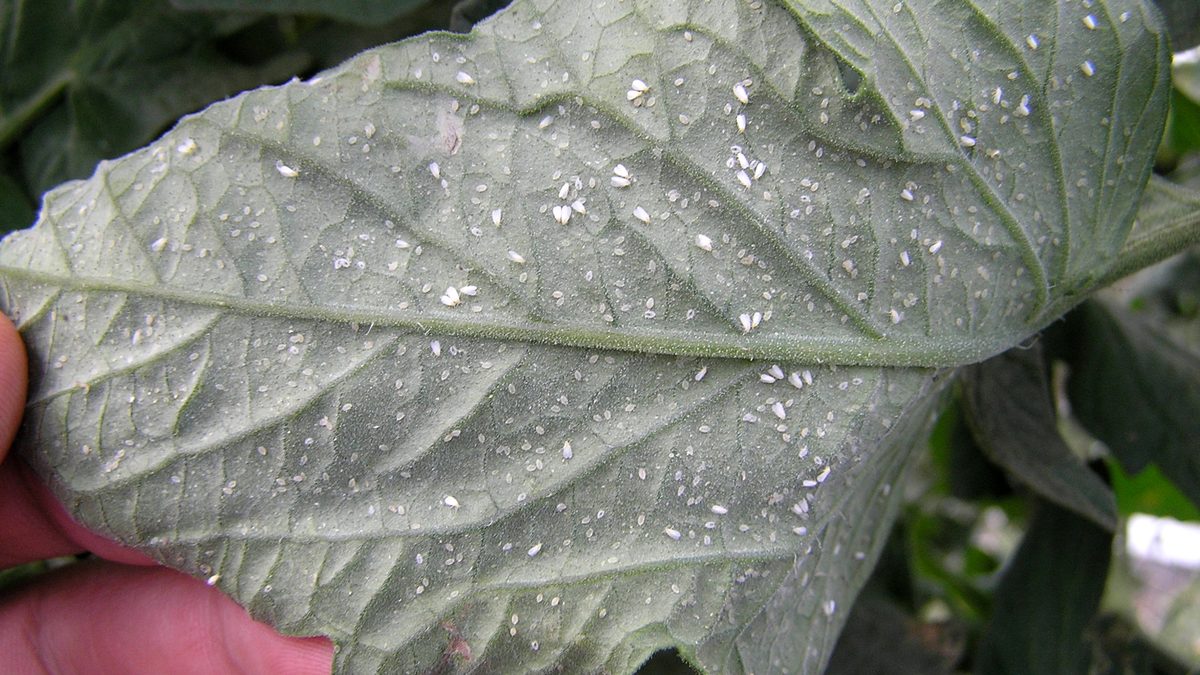 Mosca branca: como identificar e tratar nas plantas