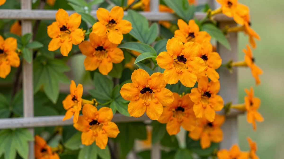 Flores alaranjadas de centro escuro do olho-de-poeta em treliça leve