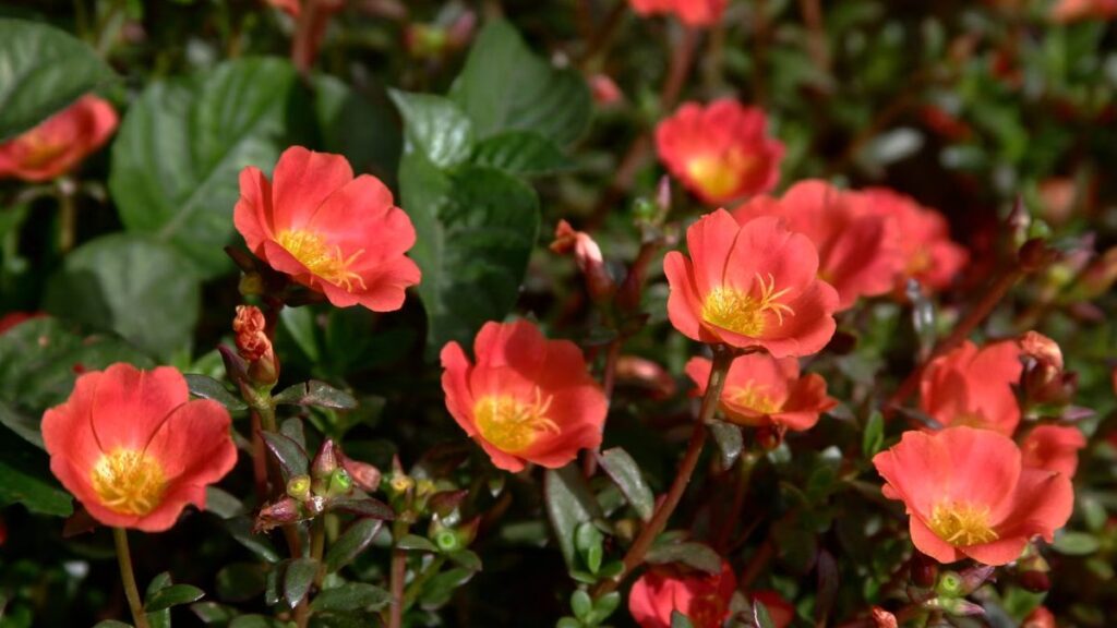 Onze horas: a flor de sol pleno que abre com o sol