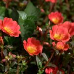 Onze horas: a flor de sol pleno que abre com o sol