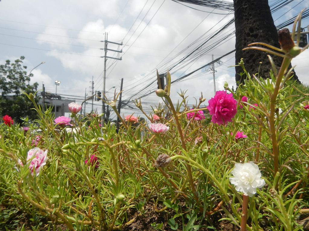 Canteiro de onze-horas florido, com flores rosa, brancas e magenta sobre folhagem suculenta