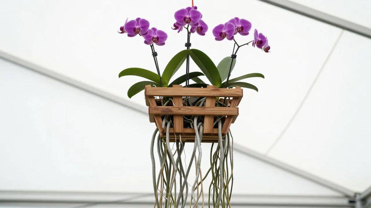 Orquídea em cesta vazada de madeira com as raízes penduradas ao ar livre