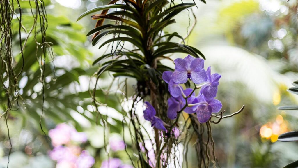 Orquídea vanda: cultivo de raiz nua em cesta suspensa
